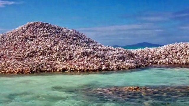 Conch Shell Mounds